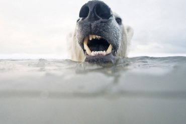 WWF