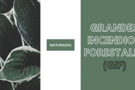 Grandes Incendios Forestales