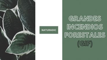 Grandes Incendios Forestales