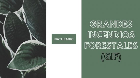 Grandes Incendios Forestales